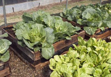 How to Build a Raised Bed Step-by-Step Image